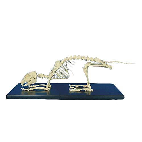 Skelettmodell – Skelettanatomie-anatomisches Modell – für die Demonstration des Veterinärunterrichts, als Studiendisplay für den medizinischen Unterricht von MFYHMY