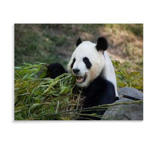 Holzpuzzle Für Erwachsene Panda-Puzzle Für Erwachsene, 1500 Teile, Großes Puzzlespiel, Interessantes Personalisiertes Spielzeuggeschenk (87 × 57 cm) von MIDUNU