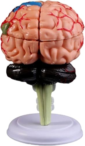 Anatomisches Modell des menschlichen Gehirns, 32 Teile, farbiges anatomisches Modell der Großhirnkortex, Gehirnmodell für Wissenschaft, Klassenzimmer, Lerndemonstration von MOZ4dxy