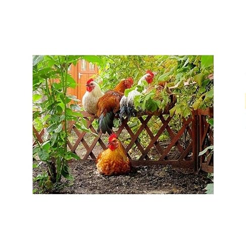 Malen nach Zahlen Erwachsene - Huhn-Tier-großer Hahn-Henne-Küken-Farm - DIY Malen nach Zahlen für Erwachsene und Kinder ab 12 Jahren, Malset mit Leinwand und Pinsel 40x50cm von MRCCS