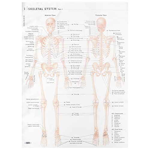 MUCKLILY Skelettmuskel Poster Poster Dekoration Menschliche Anatomie Skelett Menschliches Poster Anatomie Poster Anatomisches Poster Torso Modell Anatomie Schädel Anatomie MUCKLILY Skelettmuskel Poster Poster Dekoration Menschliche Anatomie Skelett Menschliches Poster Anatomie Poster Anatomisches Poster Torso Modell Anatomie Schädel Anatomie von MUCKLILY