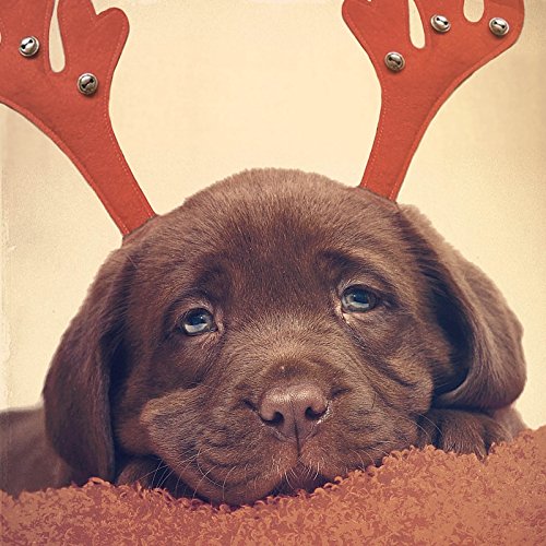 Weihnachtskarte - Brown Lab Antlers - Labrador Welpe von Magnet & Steel Weihnachten