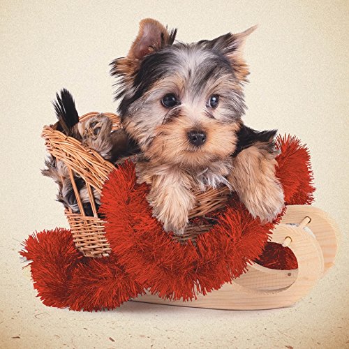 Weihnachtskarte - Schlitten - Yorkshire Terrier von Magnet & Steel Weihnachten