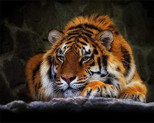 Meecaa Malen nach Zahlen, Motiv: schlafender Tiger, Tier, für Erwachsene, Anfänger, DIY-Ölgemälde, 40,6 x 50,8 cm (Tiger, gerahmt) von Meecaa