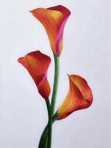 Mesribandy Vorgedruckt Kreuzstich Stickpackungen Calla-Lilienblume 11CT Sticken Set Erwachsene Kreuzstich, Stickbilder für Anfänger Home Decor 40x50 cm von Mesribandy