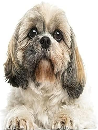 Mesribandy Vorgedruckt Kreuzstich Stickpackungen Shih Tzu 11CT Sticken Set Erwachsene Kreuzstich, Stickbilder für Anfänger Home Decor 40x50 cm von Mesribandy