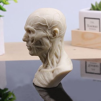 Echthaar Modell Anatomie Skull Head Muscle Knochen Medical Kunst für die Schule von Miyan