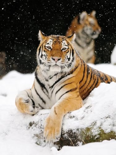 N.LANSHAN DIY Knüpfteppich Zum Selber Knüpfen Tiger Tier Im Schnee Knüpfteppich-Set,Handgefertigte Teppich-Sets Mit Vordruck,DIY 3D-Bastelgeschenk 55x75cm N.LANSHAN DIY Knüpfteppich Zum Selber Knüpfen Tiger Tier Im Schnee Knüpfteppich-Set,Handgefertigte Teppich-Sets Mit Vordruck,DIY 3D-Bastelgeschenk 55x75cm von N.LANSHAN