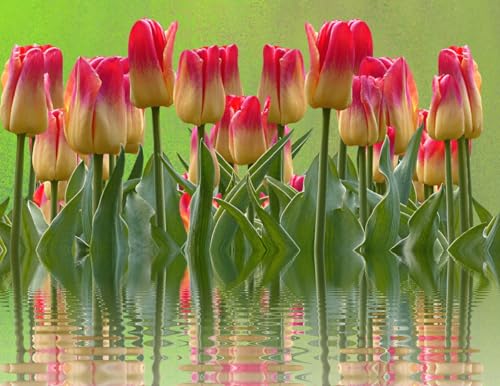 N.LANSHAN Diy-Teppich Knüpfstern Rosa Tulpenblumen Knüpfhakenset Blumenlandschaft Diy Knüpfhakensets Handarbeit Stickerei Gobelin Teppich Teppichherstellung Erwachsene Heimwerker Geschenk 35x46in von N.LANSHAN