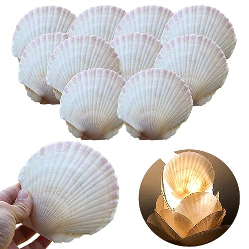 Scallop Shells for Crafts 10 Stück Weiße Jakobsmuscheln NatüRliche Muscheln Große Flache Muschel Perlen Natürliche Muschel Charms für Anhänger DIY Handwerk,Baking Shells for Serving Food 9-13CM von NOLACE