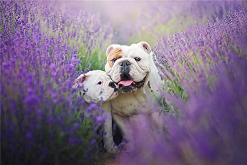 DIY 5D Diamant-Kunst-Malen nach Zahlen-Set – Bulldogge, Mutter und Kind zwischen lila Blumen – Malen mit Diamanten, Kunst, Zuhause, Wohnzimmer, Schlafzimmer, Büro, Dekoration, Geschenk, 30 x 40 cm DIY 5D Diamant-Kunst-Malen nach Zahlen-Set – Bulldogge, Mutter und Kind zwischen lila Blumen – Malen mit Diamanten, Kunst, Zuhause, Wohnzimmer, Schlafzimmer, Büro, Dekoration, Geschenk, 30 x 40 cm von NPRZM