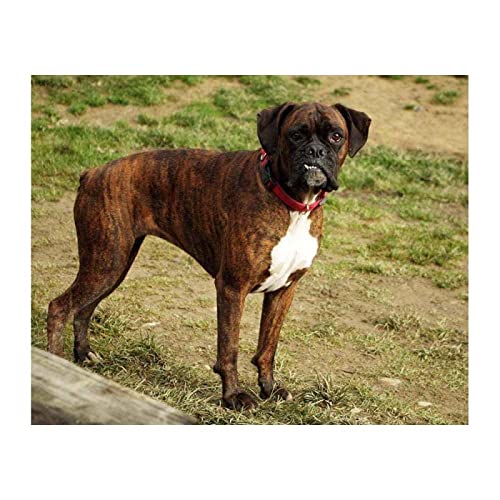 NPRZM 5D-Diamant-Malerei-Set zum Selbermachen, Tier-Boxer-Haustierhund, Basteln Sie Leinwandbilder, Malen nach Zahlen für Zuhause, Wanddekoration, Geschenke, 40 x 50 cm von NPRZM