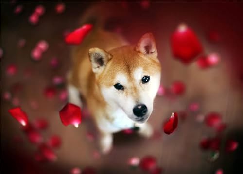 NPRZM 5D-Diamant-Malerei nach Zahlen zum Selbermachen, Shiba Inu unter Blumen, Malen mit Diamanten, Kunstbedarf, Leinwand, Wanddekoration, 30 x 40 cm von NPRZM