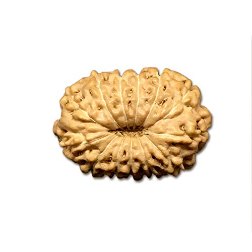 Mukhi Indonesische Rudraksha Medium 15 mm - 17 mm Labor zertifiziert 13 Stück von Navkaar Creation