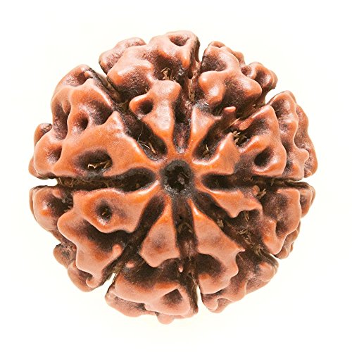 Mukhi Rudraksha Papua indonesische Hybrid-Perlen, 20 mm - 22 mm, 8 Stück von Navkaar Creation