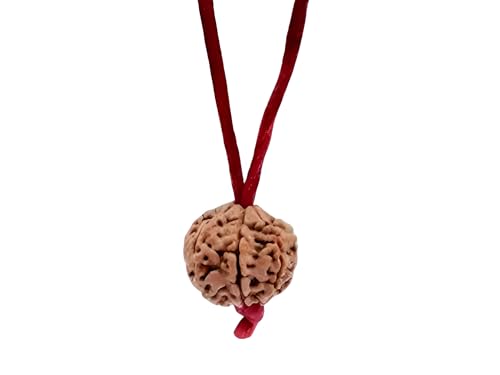 Navkaarart 12 Mukhi Nepal Rudraksha Original verstellbarer Faden energetisierter Sammler, Medium, Rudraksha, Ohne Edelstein. von Navkaarart