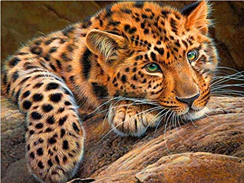 Nicole Knupfer 5D Diamant Painting,Tiger DIY Diamond Painting Tiger Full Bohrer Strass Bilder DIY Diamonds Malerei für Home Wand Dekor (D,30x40cm) von Nicole Knupfer