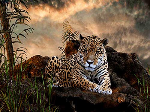 Nicole Knupfer 5D Diamant Painting,Tiger DIY Diamond Painting Tiger Full Bohrer Strass Bilder DIY Diamonds Malerei für Home Wand Dekor (J,60x80cm) von Nicole Knupfer