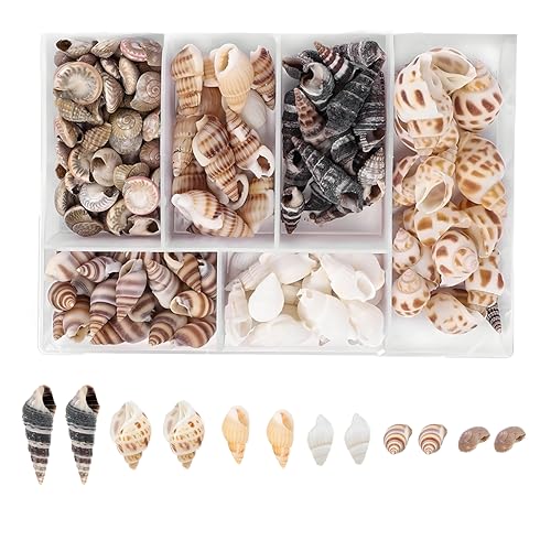 Nokwocy Packung mit 100 Muscheln, Natürliches Muschelset, unbearbeitete Muschelschalen für DIY-Schmuck, Dekorationen und Bastelprojekte - perfekt für Heimdekoration und nautische Themen von Nokwocy