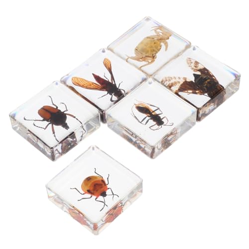 OKUMEYR 6St Insektenexemplar Bausatz Desktop-Dekoration Tischdekorationen Innenausstattung natürliches büro Dekoration Office Decoration Art Decor Insekten-Ornament Harz schmücken von OKUMEYR