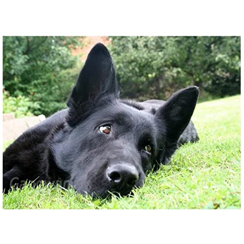 DIY Diamond Painting Kits for Adults Kids Black Shepherd Dog 40x60cm Full Drill Diamond Art Kits Crystal Rhinestone Embroidery Cross Stitch Pictures Canvas Arts Craft for Home Wall Decor 16x24in von ORBANA