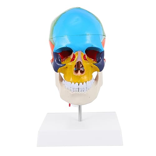 OUNONA Schattierungsmodell Totenkopffiguren Und Statuen Gliederpuppe Körper Halloween Skelettkopf Halloween Streich Requisiten Menschliches Körpermodell Miniatur von OUNONA