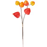 Physalis Zweig, 6 Lampionblüten von Orange