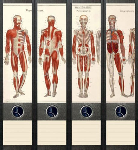 Ordnerrücken breit 4er Set Ordner Anatomie Skelett Aufkleber Etiketten Deko 034 von Ordnerrücken breit