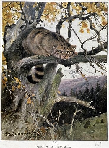 OuDeZjzhu Ölgemälde Wandbilder Wandkunst Bild Druck Leinwand Malerei Poster Wildkatzen-Aquarell von Wilhelm Kuhnert Poster Bilder für Wanddekoration 60x90cm von OuDeZjzhu