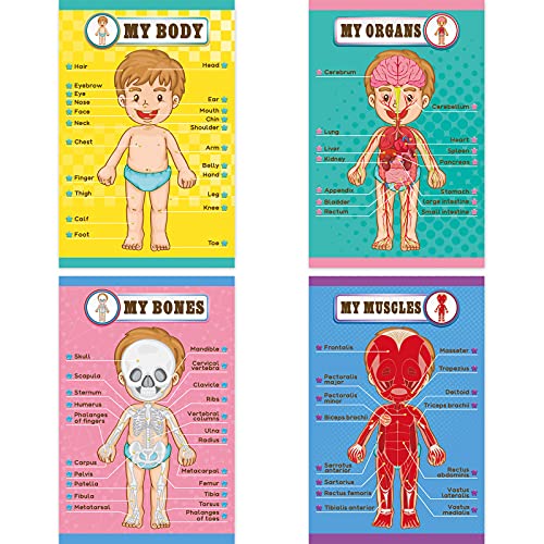 Menschlich Körper Pädagogisch Lernplakat Körperteil Lernen Wanddiagramm für Kinder Cartoon Anatomie Poster Vorschule Kindergarten Unterrichtsmaterial, Klassenzimmer, 17 x 11 Zoll von Outus