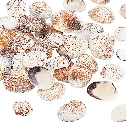 PandaHall 50pcs natürliche Muscheln, 24~29mm gefärbte Jakobsmuschel Muschel Strand Muschel Seashell für Schmuck Halsketten Designs Kerze Herstellung Home Party Hochzeit Dekor Fisch Tank Vase Füller von PH PandaHall