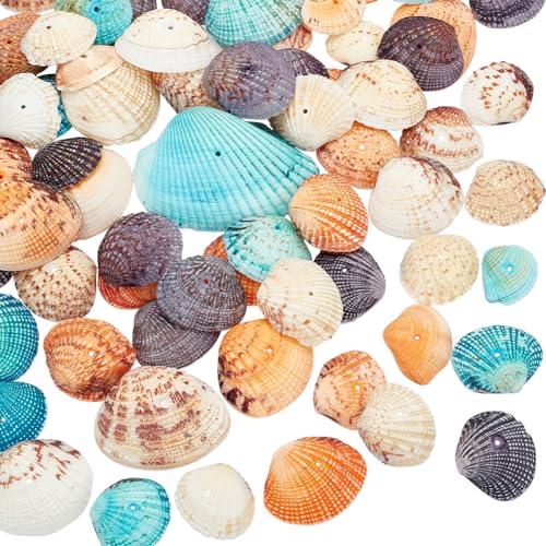 PandaHall Elite ca. 56 Stück gefärbte natürliche Muschelschale Perlen gebohrt kleine Jakobsmuschel Muscheln Ocean Beach Muscheln Craft Charms für Kerze machen Home Decoration Party Hochzeitsdekor von PH PandaHall