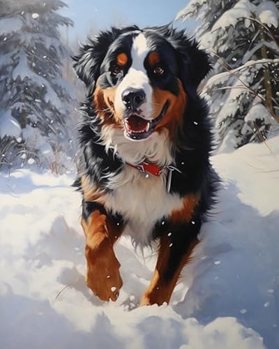 PIPISKY Malen nach Zahlen,Berner Sennenhund spielt im Schnee,Exquisite Ölgemälde-nach-Zahlen-Sets für Anfänger,40x50cm,Ohne Rahmen von PIPISKY