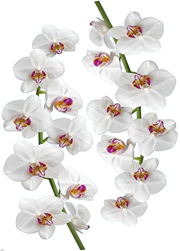 PLAGE 48x68cm Deko Wandaufkleber Orchidee, Vinyl, Colorful, 68x0.1x47,7 cm von PLAGE