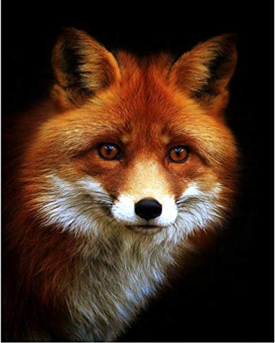 PPTRTYQ Malen nach Zahlen für Kits Erwachsene Anfänger, Fox Tierkunstporträt PPTRTYQ Malen nach Zahlen für Kits Erwachsene Anfänger, Fox Tierkunstporträt von PPTRTYQ