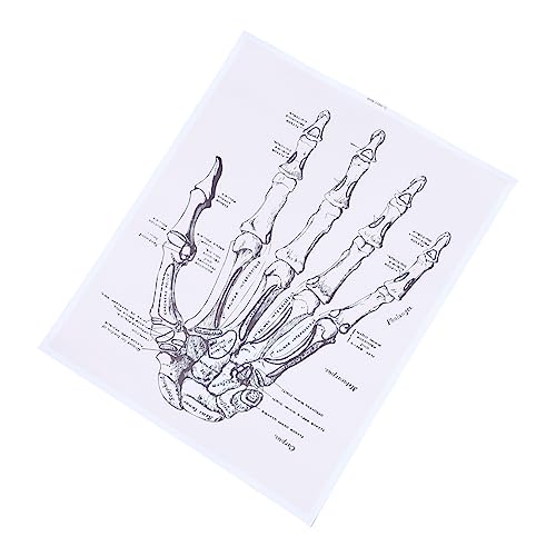 PartyKindom 1stk Menschliche Anatomie Anatomisches Diagramm Der Menschlichen Hand Menschliche Wandkunst Lehrtafel Der Menschlichen Anatomie Anatomieunterricht Herz Aus Chemiefasern von PartyKindom