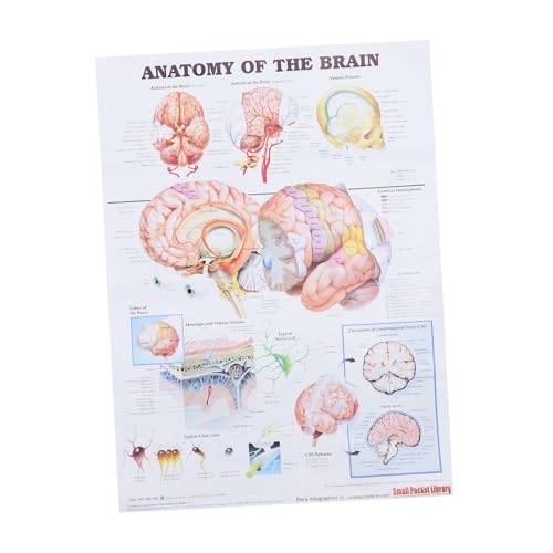 PartyKindom Wissenschaftliche Anatomie Poster Zum Thema „das Menschliche Gehirn“ Medizinisches Poster Lehrmittel Für Die Schule Leicht Zu Lesen von PartyKindom