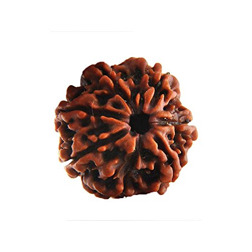 Petrichor 7 mit originalem Nepal Rudraksha (braune runde Perle) mit Laborzertifikat von Petrichor