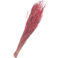 Trockenblumen "Phleum Pratensis" - Rosa von Pink