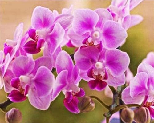 Pskgbxmu Vorgedruckt Kreuzstich Set Phalaenopsis-Orchidee DIY Stickvorlagen 11CT Stickbilder Zum Sticken Starter Set FüR Erwachsene Kinder AnfäNger - 40×50cm von Pskgbxmu