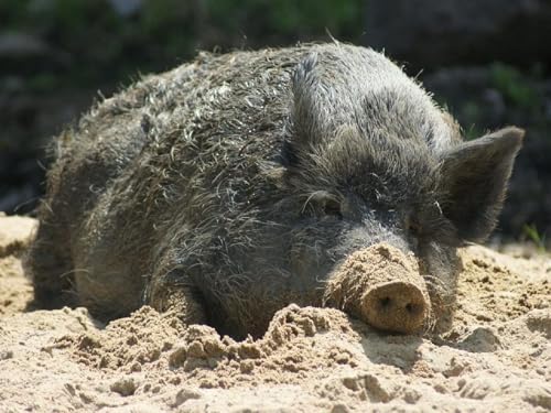 Pskgbxmu Vorgedruckt Kreuzstich Set Tier Schwein 11CT AnfäNger Kreuzstich Stickpackungen Stickbild Set für für Wandkunst-Heimdekoration 40x50 cm von Pskgbxmu