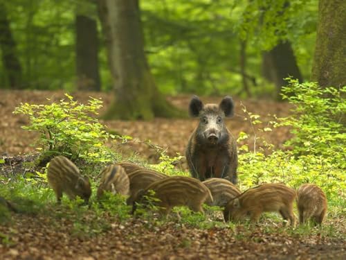 Pskgbxmu Vorgedruckt Kreuzstich Set Tier Wildschwein 11CT AnfäNger Kreuzstich Stickpackungen Stickbild Set für für Wandkunst-Heimdekoration 40x50 cm von Pskgbxmu