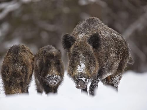 Pskgbxmu Vorgedruckt Kreuzstich Set Wildschwein 11CT AnfäNger Kreuzstich Stickpackungen Stickbild Set für für Wandkunst-Heimdekoration 40x50 cm von Pskgbxmu