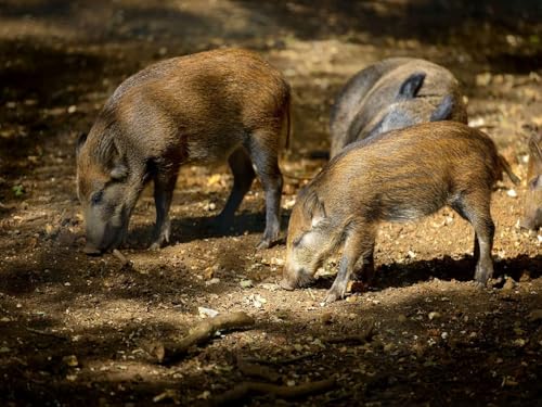 Pskgbxmu Vorgedruckt Kreuzstich Set Wildschweinjunges 11CT AnfäNger Kreuzstich Stickpackungen Stickbild Set für für Wandkunst-Heimdekoration 40x50 cm von Pskgbxmu