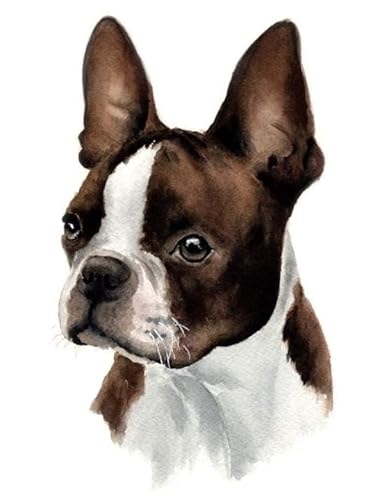 PuPLUm DIY Malen Nach Zahlen für Erwachsene,Boston Terrier-Hund,DIY ölgemäLde Weihnachten Geschenke Wandkunst Dekorati,40x50cm von PuPLUm