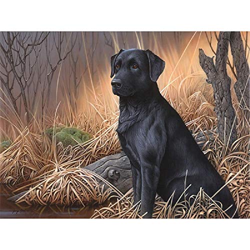 QAZZSF Malen Malen Nach Zahlen Für Erwachsene,DIY Malen Nach Zahlen Kits Für Kinder Anfänger Auf Leinwand,Schwarzer Labrador 40x50cm Mit Rahmen von QAZZSF