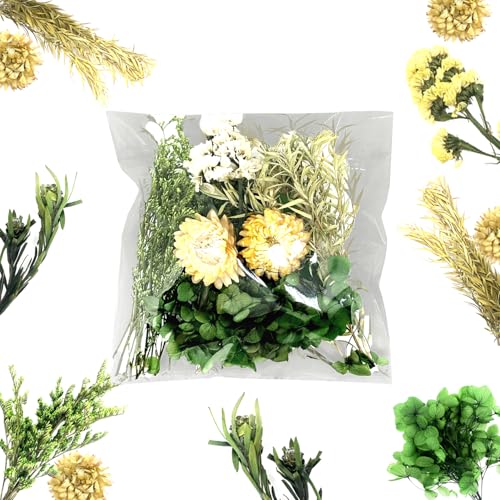 QZKJQDD Trockenblumen Trockenblumen Zum Basteln, Getrocknete Blumen, Trockenblumen Klein, Für DIY Handwerk Dekoration Epoxidharz Handwerk Scrapbooking Kartenherstellung (grüner Anzug) von QZKJQDD