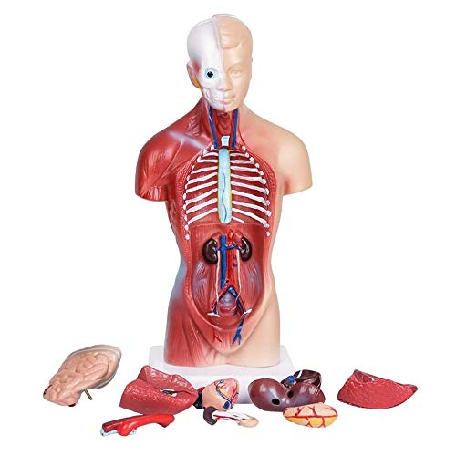 28 cm hoch abnehmbare Torso Anatomy Modell, Human Torso Organ Models, Medical Learning Tool, Anatomy Model Human Body Model for Kids, 15-teilig Anatomy Removable Organs von RLUYFGGTLNHGT