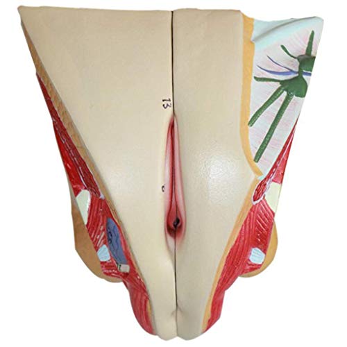 Anatomy Models Human Anatomy Modell, weibliches Modell, reproduktives System, PVC-Material, menschliches Organ Modell, für Gynecological Medical Educational Training Aid Tool von RLUYFGGTLNHGT