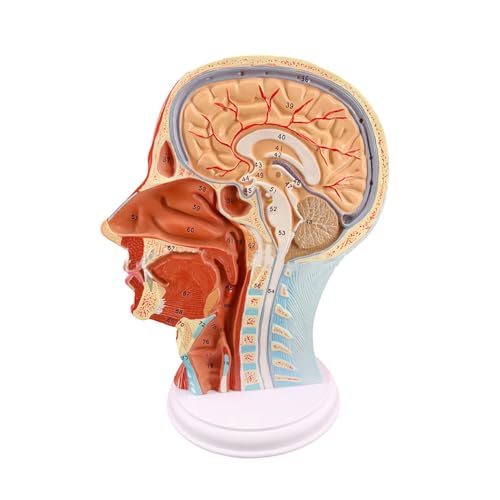 RR-YRN Anatomisches Halbkopfmodell des Menschen. Anatomie des Gehirns mit oberflächlichen neurovaskulären und muskulären Details. von RR-YRN